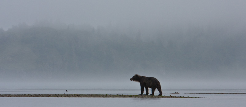 Grizzly Bear In Rain